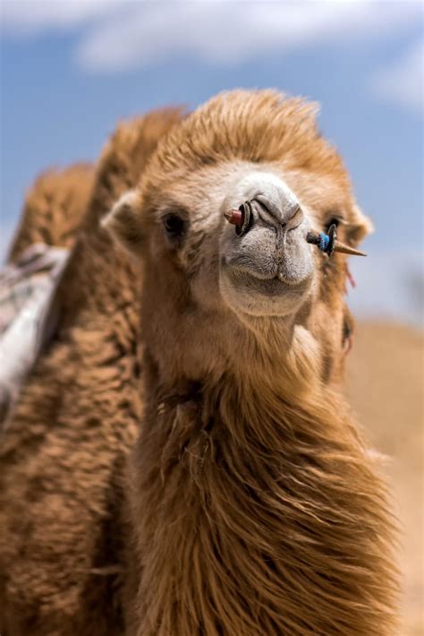 In Camel Up, up to eight players bet on five racing camels, trying to suss out which will place first and second in a quick race around a pyramid. The earlier you place your bet, the more you can win — should you guess correctly, of course. Camels don't run neatly, however, sometimes landing on top of another one and being carried toward the ...